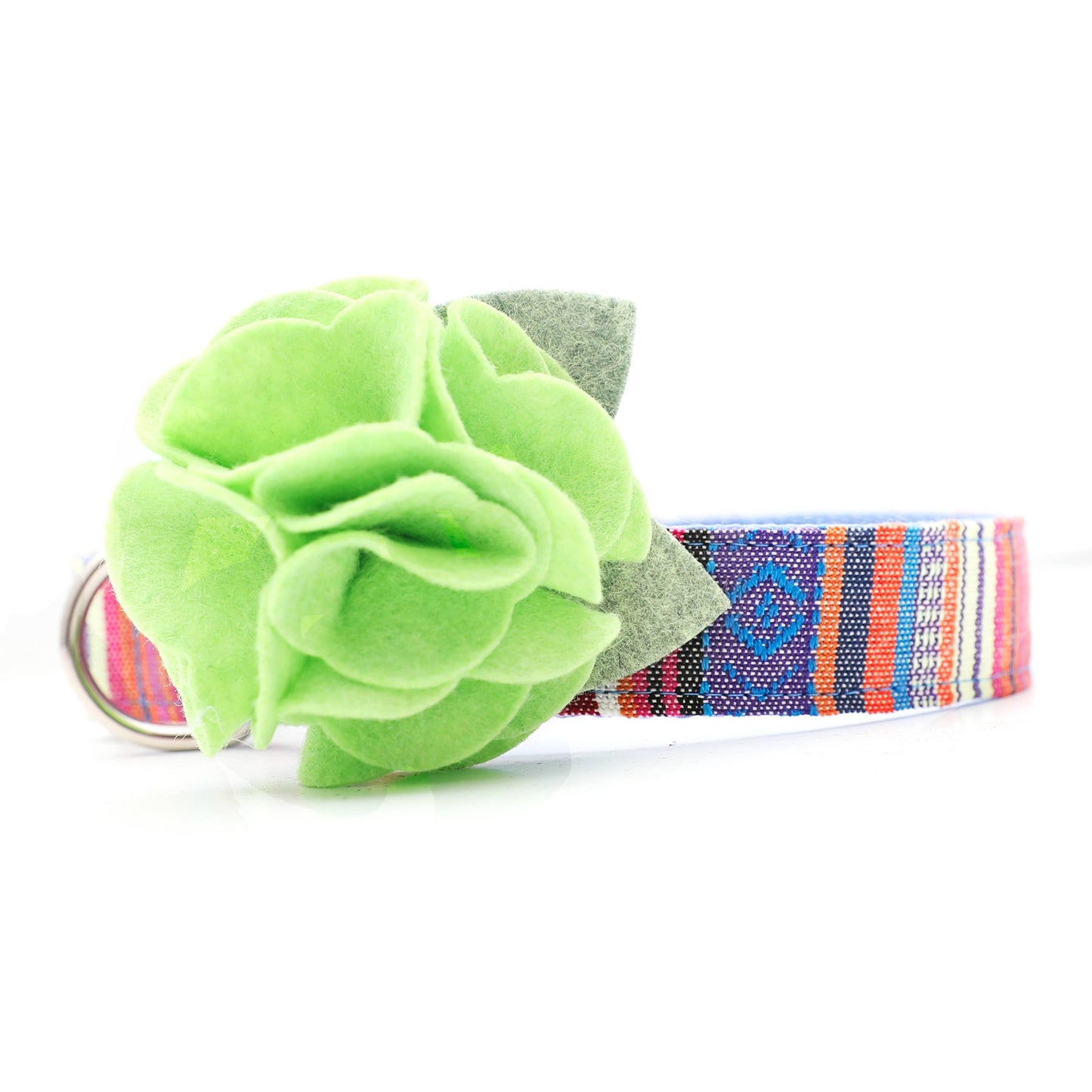 Dog Collar Hydrangea Flower