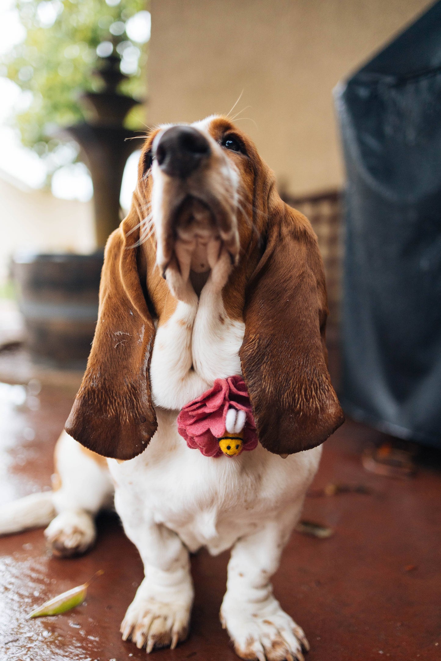 'Bee Mine' Dog Collar Flower Accessory - 25 Colors