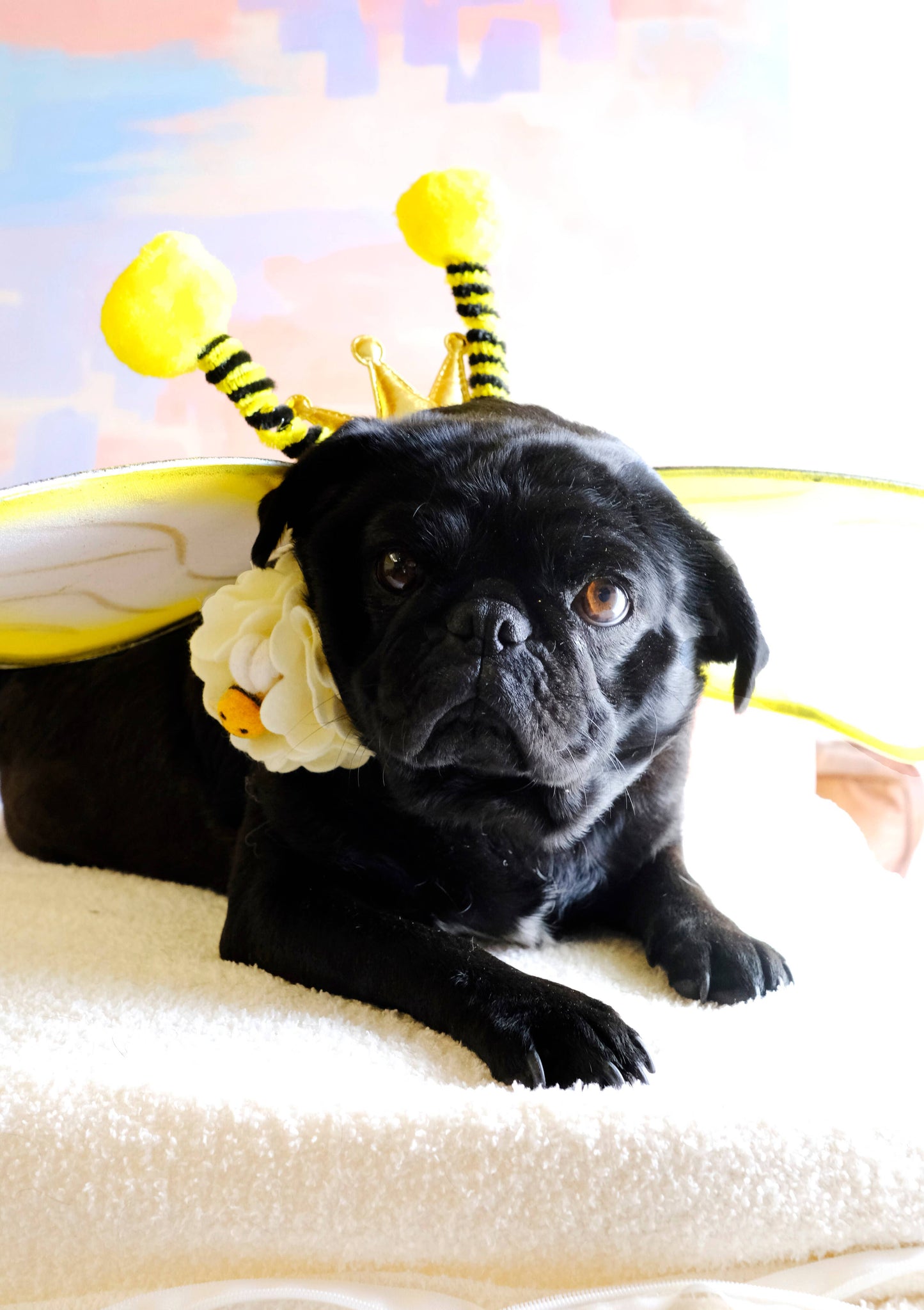 'Bee Mine' Dog Collar Flower Accessory - 25 Colors