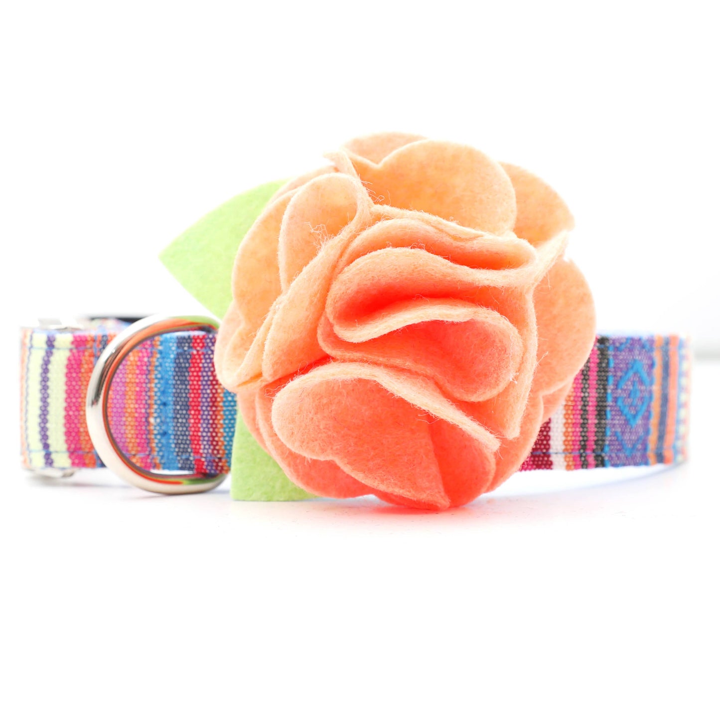 Dog Collar Hydrangea Flower
