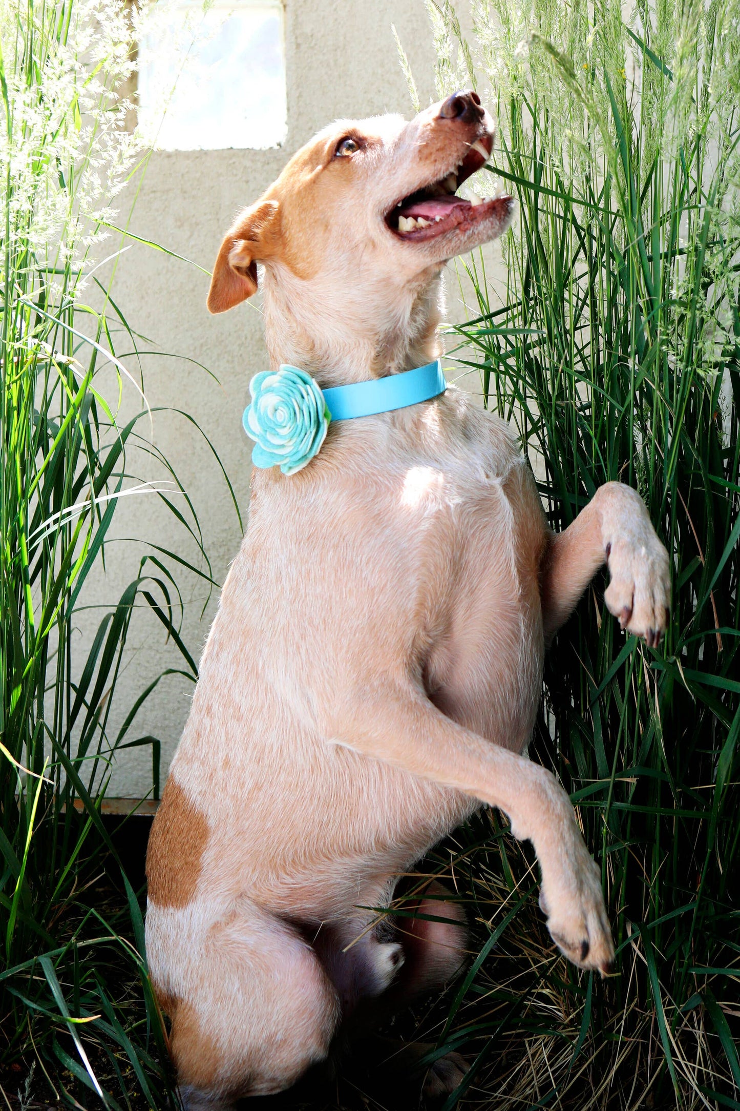 Carnation Dog Collar Flower (5 Colors!)