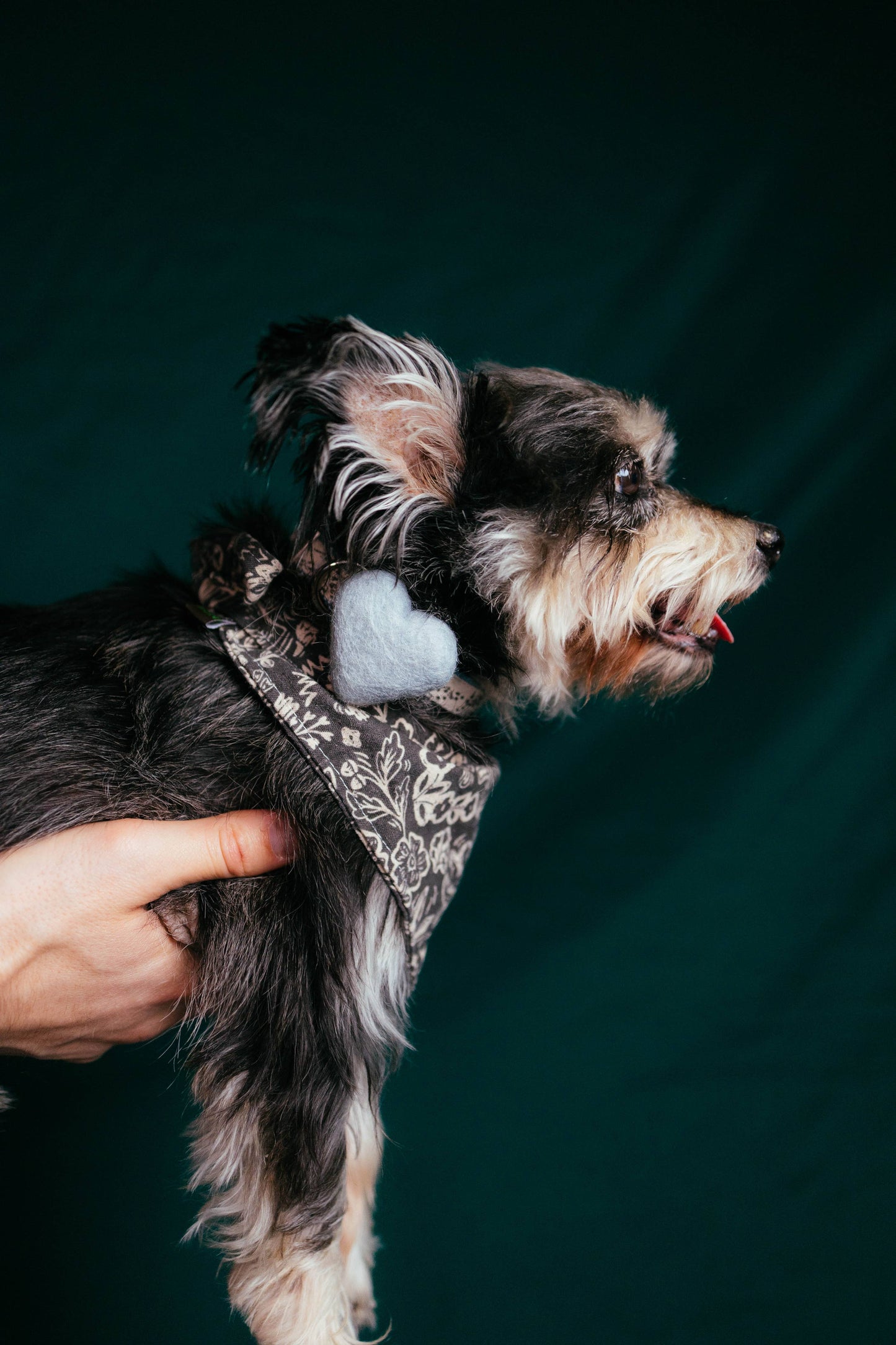We Heart Dog Collar Accessory (Single) -10 Colors