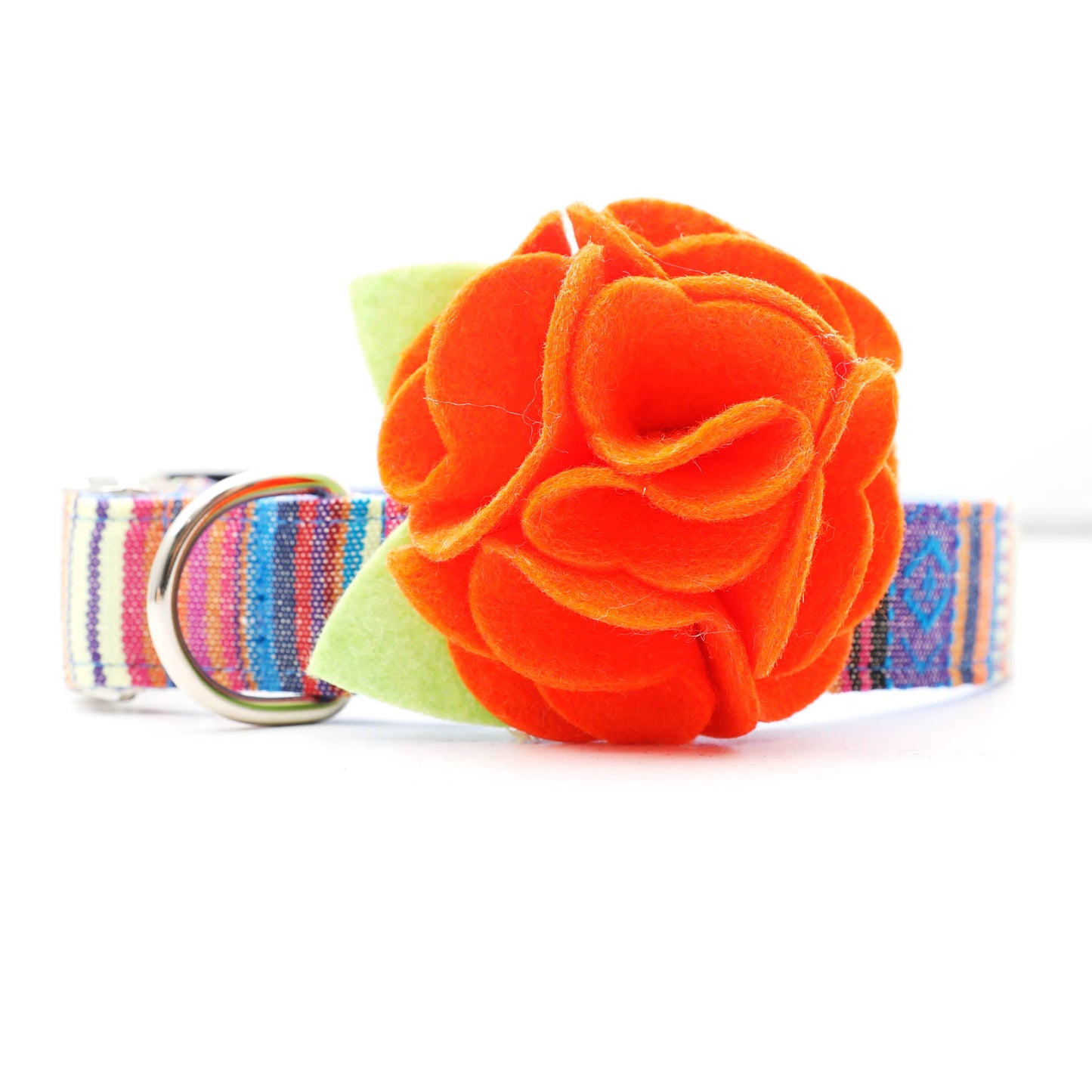 Dog Collar Hydrangea Flower
