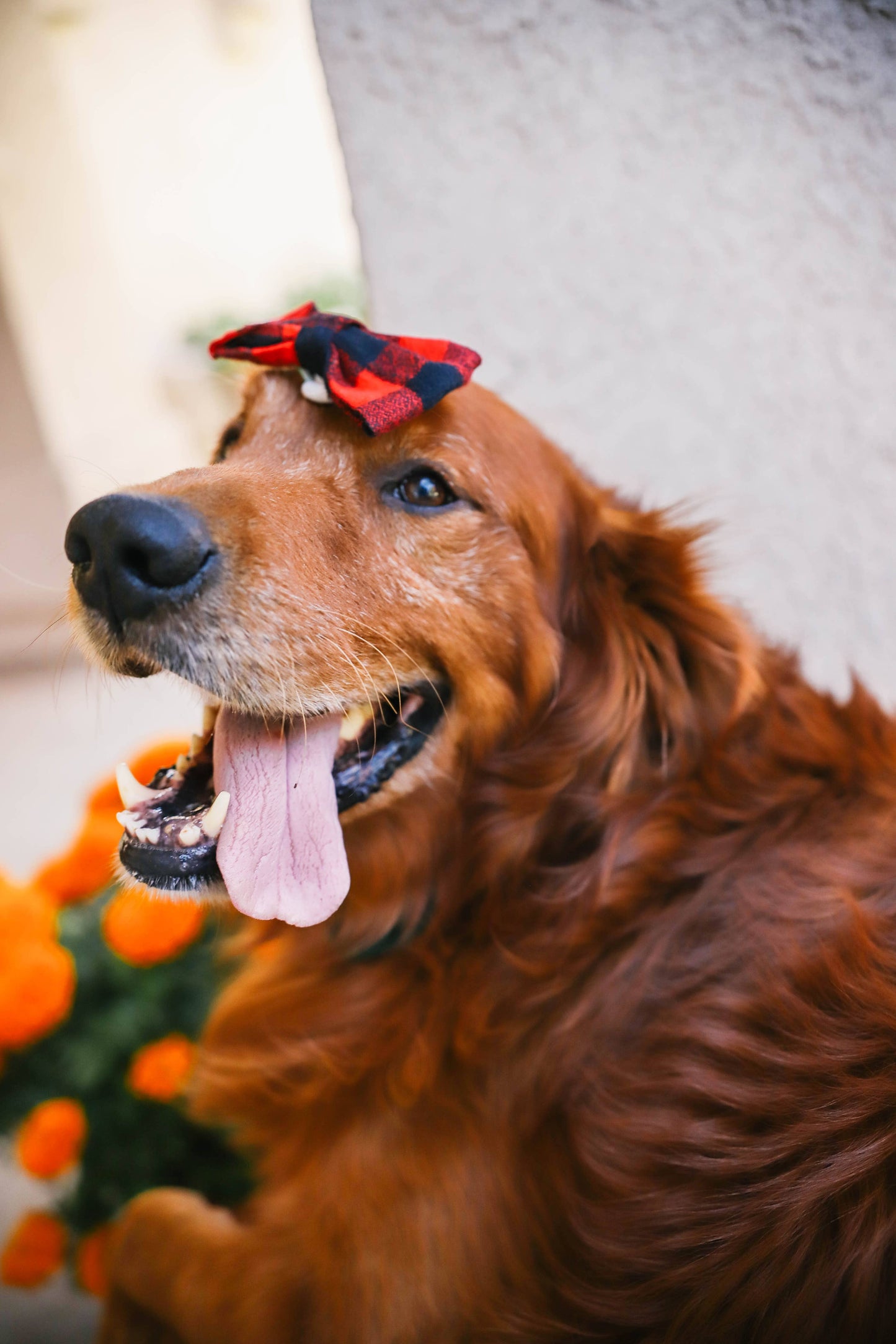Buffalo Plaid Dog Collar Bow Tie (5 colors!)