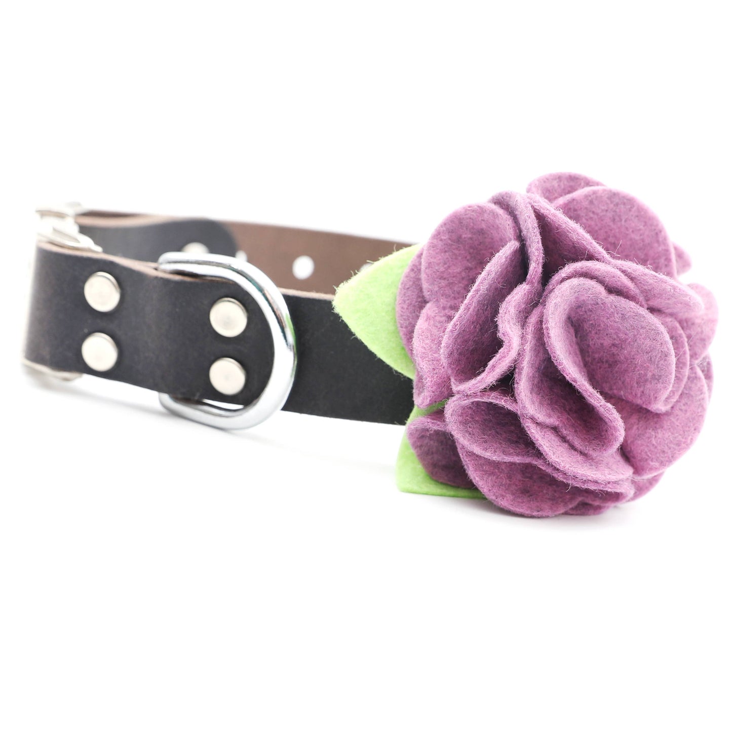 Dog Collar Hydrangea Flower