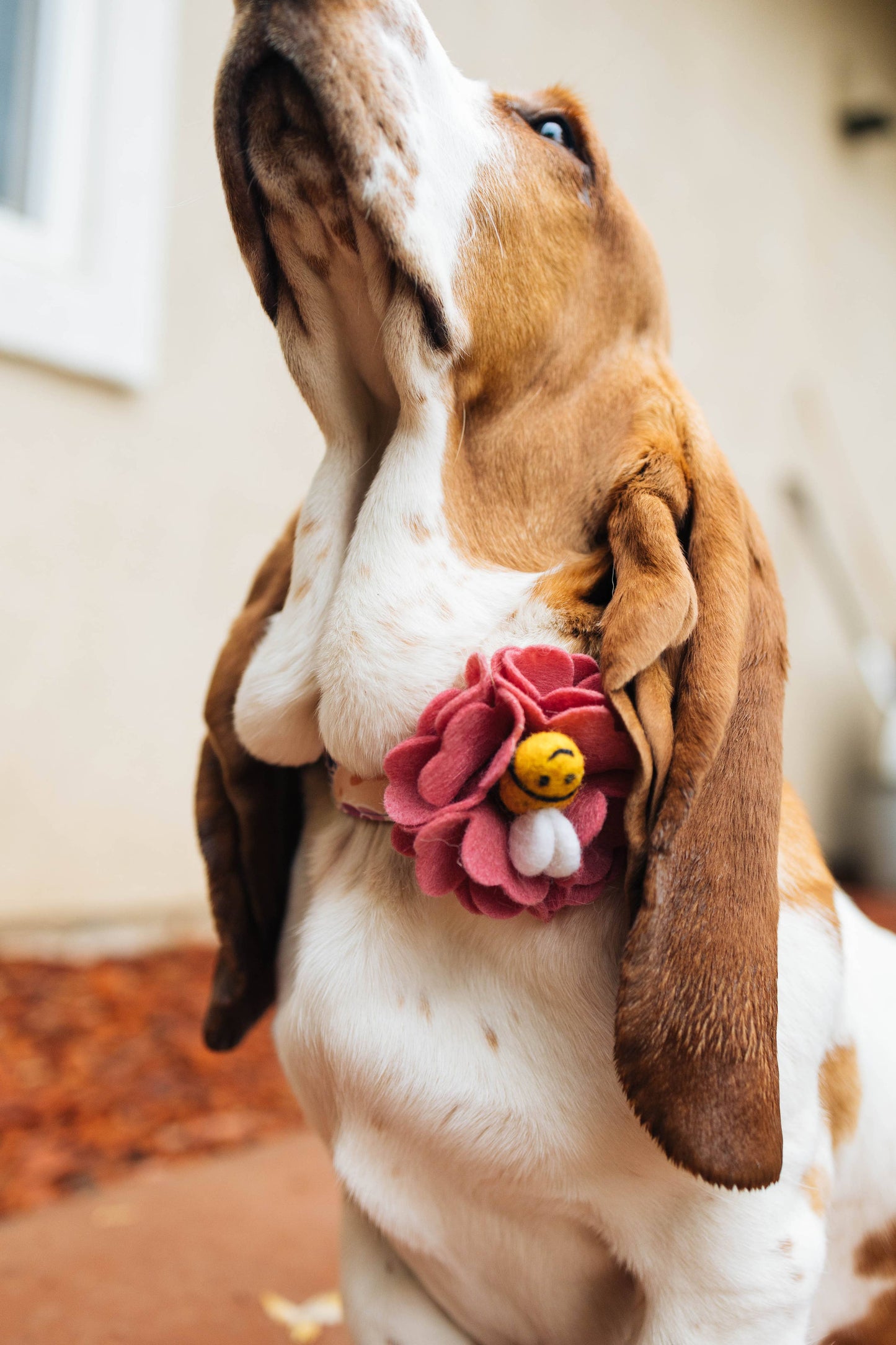 'Bee Mine' Dog Collar Flower Accessory - 25 Colors
