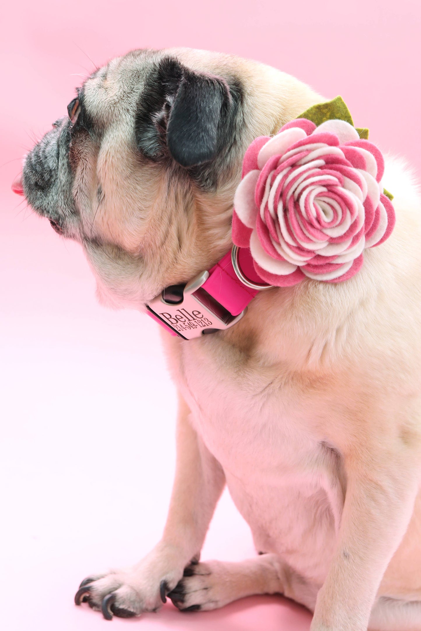 Carnation Dog Collar Flower (5 Colors!)